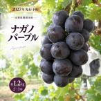 ぶどう ナガノパープル