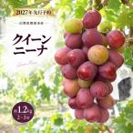 ぶどう クイーンニーナ