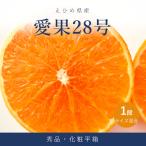 愛果28号 紅まどんな と同品種 化粧平箱 1箱