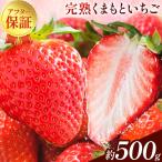 完熟くまもといちご 500g
