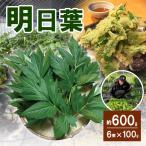 明日葉 6束×100g