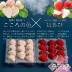 いちご こころの色&はるひ 紅白セット:B140-133
