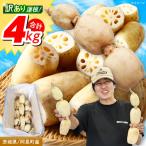 訳あり れんこん 4kg