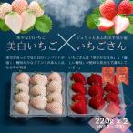 いちご 美白いちご&いちごさん 紅白セット:B140-130