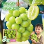 ぶどう シャインマスカット 5kg