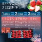 赤いちご食べ比べ定期便 全3回 1月~3月