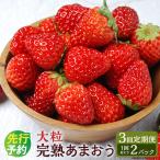 3回定期便 完熟あまおう 大粒サイズ 275g