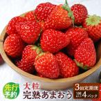 3回定期便 完熟あまおう 大粒サイズ 約275g