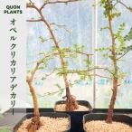 オペルクリカリアデカリー3年株 多肉植物