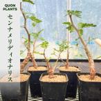 センナメリディオナリス 多肉植物