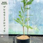ブルセラミクロフィラ 多肉植物