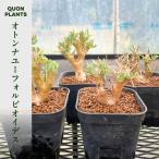 オトンナユーフォルビオイデス 多肉植物