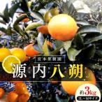 八朔 約3kg