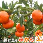 小原紅早生みかん 約3kg