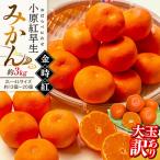 訳あり 小原紅早生みかん 金時紅 大玉 約3kg