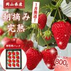 朝摘み 完熟いちご 800g
