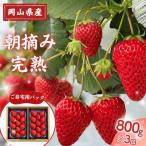 朝摘み 完熟いちご 800g