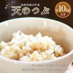 藤島さん家のこだわり天のつぶ 玄米 10kg