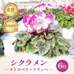 花 シクラメン ストロベリーフラッペ 6号