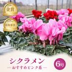 花 シクラメン ピンク 6号