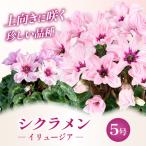 花 シクラメン イリュージア 新品種 ピンクラテ