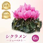 花 シクラメン シューベルト 6号