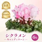 花 シクラメン キャンディケーン 6号