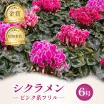 シクラメン ピンク系フリル 6号