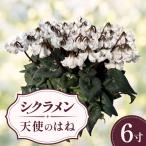 シクラメン 天使のはね 白系 ホワイト系 6寸