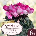 シクラメン プリンセスマリアージュ ピンク