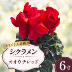 シクラメン オオウチレッド 赤 レッド 6寸