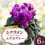 シクラメン ユタカブルー 青 ブルー 6寸 6号