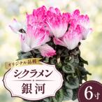 シクラメン 銀河 6寸 6号 鉢植え 花