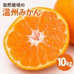 温州みかん 10kg