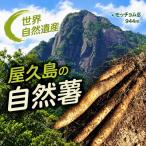 屋久島産自然薯600g