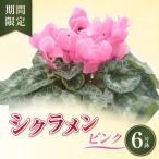 シクラメン ピンク 6号鉢 6寸 花 鉢植え お