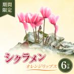 シクラメン オレンジリップス 覆輪 6号鉢