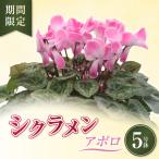 シクラメン アポロ 5号鉢 5寸 花 鉢植え お