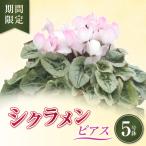 シクラメン ピアス 色変わり 5号鉢 5寸 花