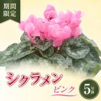 シクラメン ピンク 5号鉢 5寸 花 鉢植え お