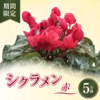 シクラメン 赤 5号鉢 5寸 花 鉢植え お