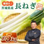 長ネギ 約 5kg