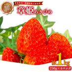 いちご あきひめ 章姫 1kg