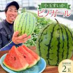ふくの喜 小玉すいか ピノガール 2玉入り※2027年7月~発送