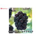 オーロラブラック2房