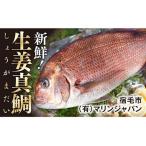 ふるさと納税 高知産の生姜を食べて育った、新鮮絶品の「生姜真鯛」二尾（鮮魚） 高知県宿毛市