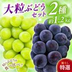 特選 大粒 ぶどう2種セット シャインマスカット入り