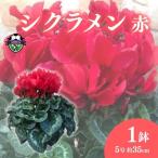 花 シクラメン 鉢植え 赤 5号 クリスマス オンライン決済
