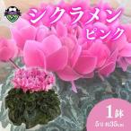 花 シクラメン 鉢植え ピンク 5号 クリスマス