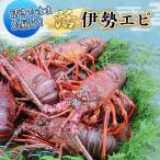 伊勢海老 活き 4 8匹